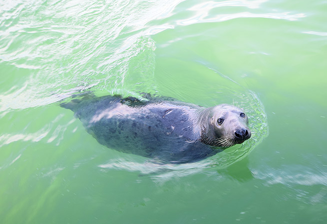 seal-sanctuary