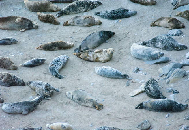 Seal spotting at Godrevy