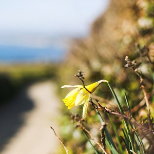 8 reasons to visit Cornwall in spring