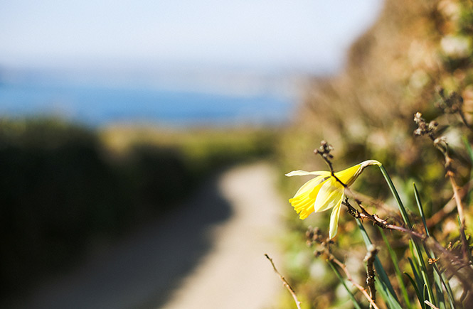 spring-in-Cornwall