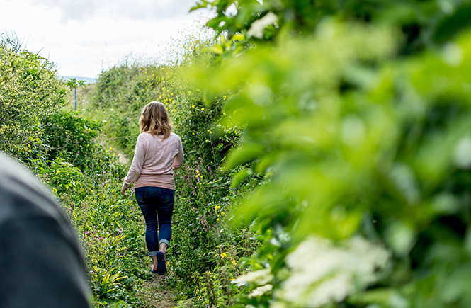 cornish hedgerow