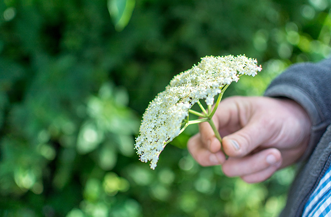 elderflower foray