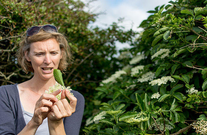 foraging elderflower