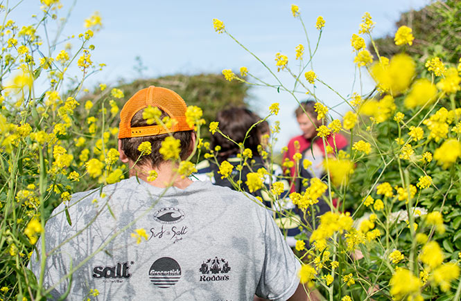 foraging black mustard