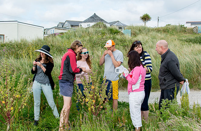 foraging mallow flowers