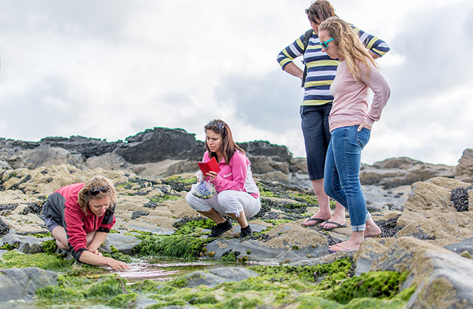 foraging in rockpools