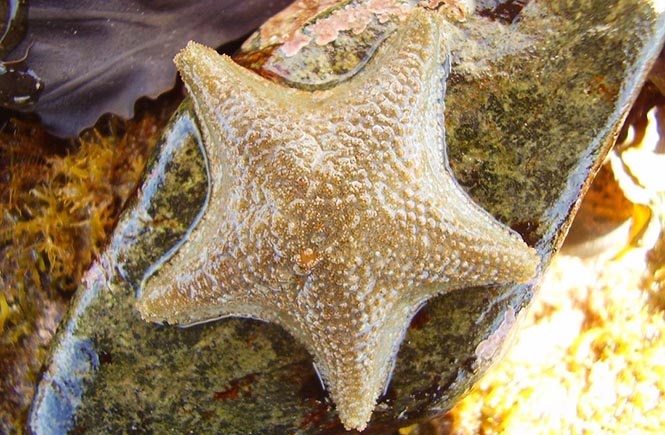Starfish Looe Marine Conservation