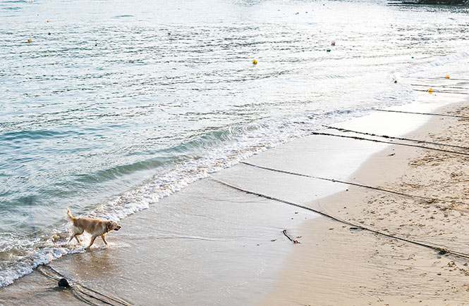 A golden retriever walking along Harbour Beach in St Ives at high tide