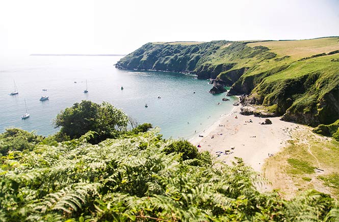 Looking down the green cliffs at the golden sands of Lantic Bay in Cornwall