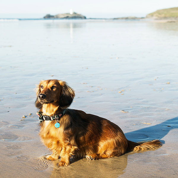 Best dog-friendly beaches in Cornwall