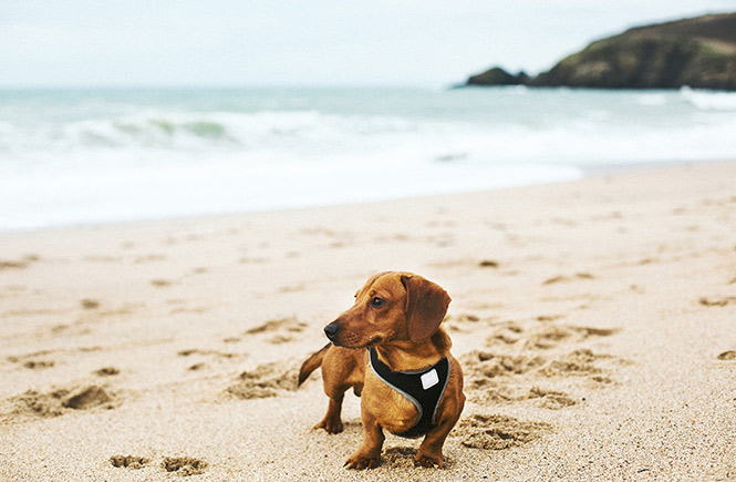 A sausage dog standing in the golden sand at Porthmeor beach in St Ives