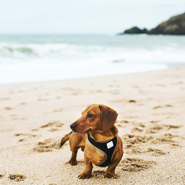 Guide to dog-friendly St Ives