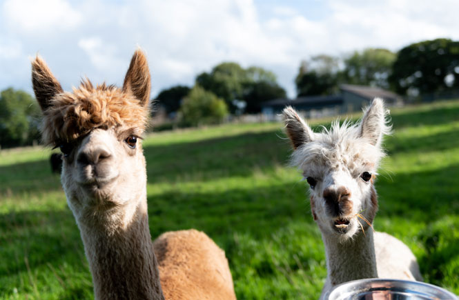Alpacas at The Old Dairy and Milk House in Bude