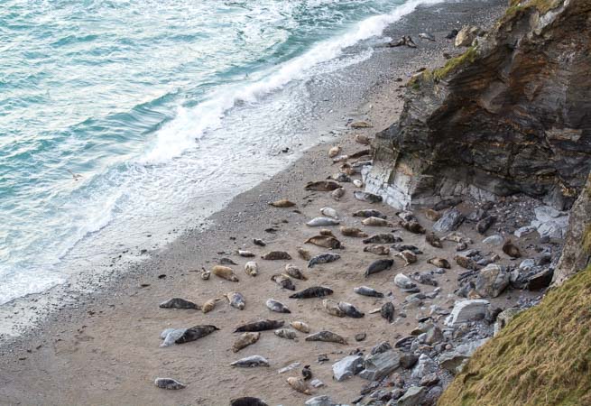 Looking down from a cliff at a beach covered in seals in Cornwall