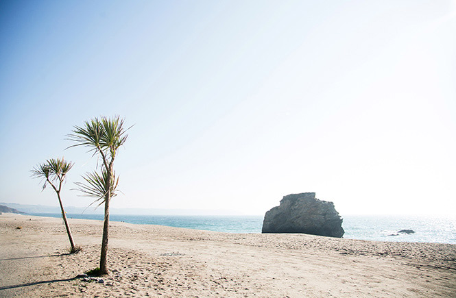 Palm trees and a rocky outcrop reach out of the sand at Carlyon Bay in South Cornwall