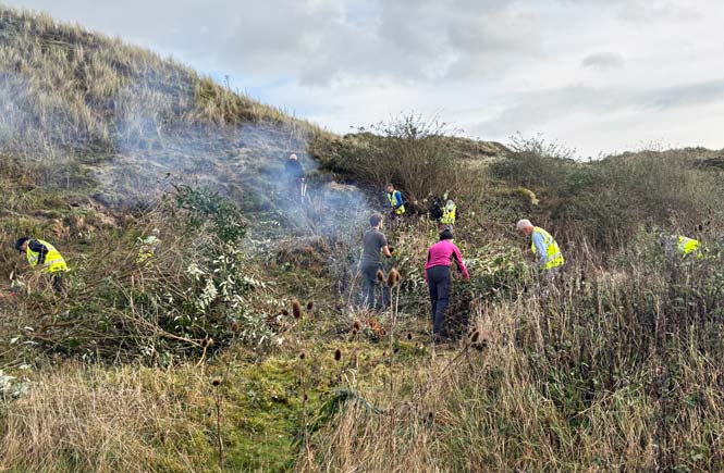 Friends of the Towans working at Upton Towans