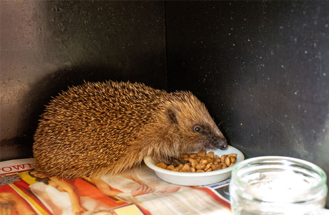 Rescue hedgehog, Doug at Prickles and Paws, near Newquay