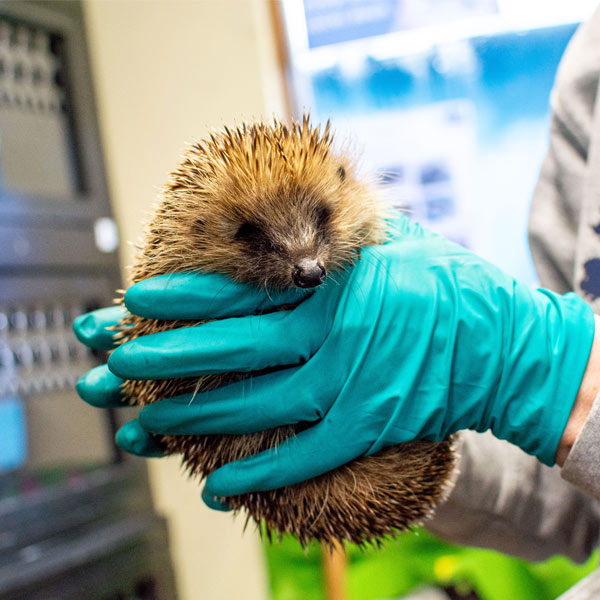 Aspects Holidays renews sponsorship of Prickles and Paws Hedgehog Rescue