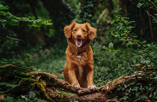 A dog sat on a woodland path