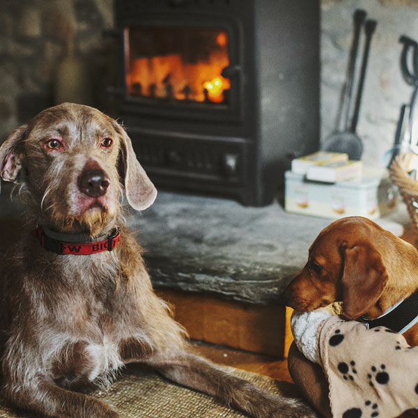 The perfect properties to bring your pooch!