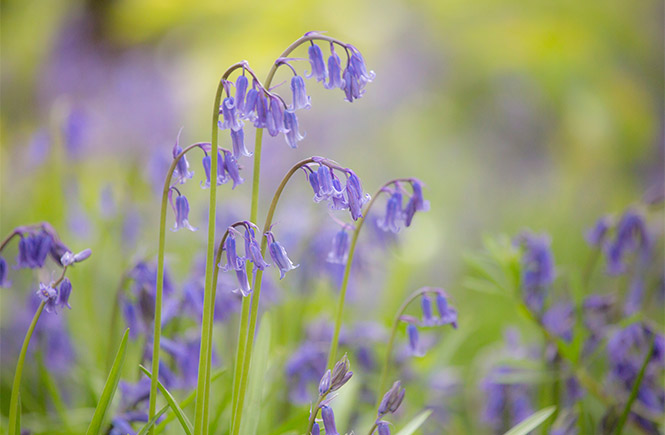 A close-up of some beautiful bluebells