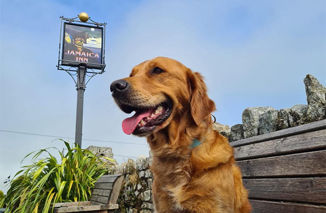A golden retriever sitting on a bench in front of the Jamaica Inn sign