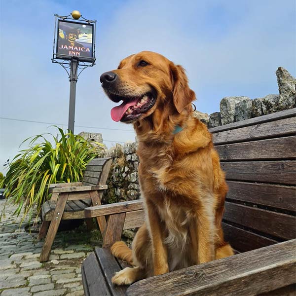 Dog friendly pubs in Cornwall