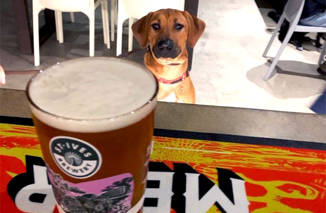 A dog looking at a pint on the bar at St Ives Brewery Taproom in Cornwall