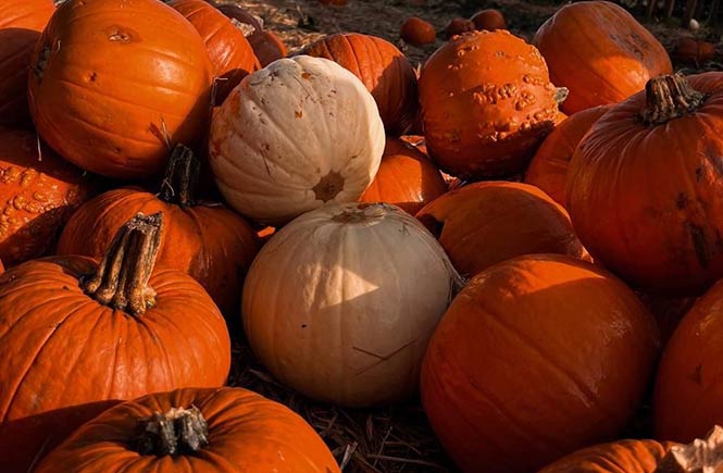 A pile of orange and white pumpkins sit on a field of hay