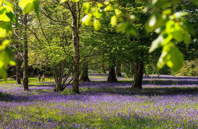 People walking alongside a carpet of bluebells beneath the trees at Enys Gardens in Cornwall