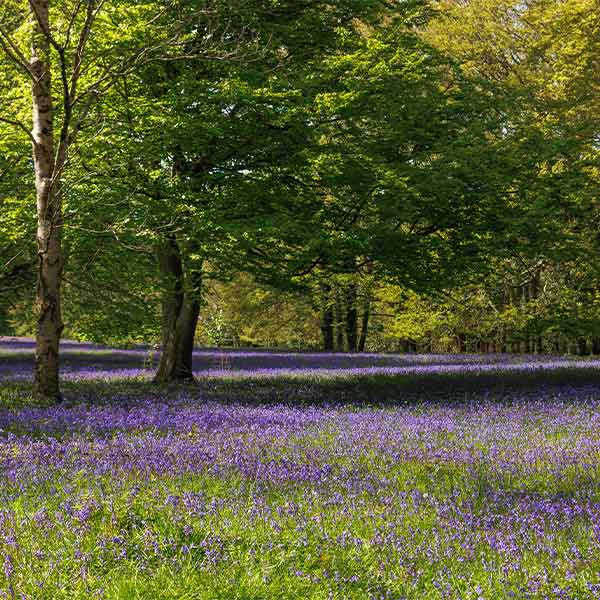 Best places to see bluebells in Cornwall