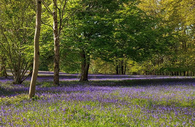 A carpet of bluebells surrounding leafy trees at Enys Gardens in Cornwall