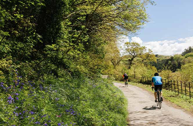 Two people cycling along a path next to trees and bluebells in Penrose Estate in Cornwall