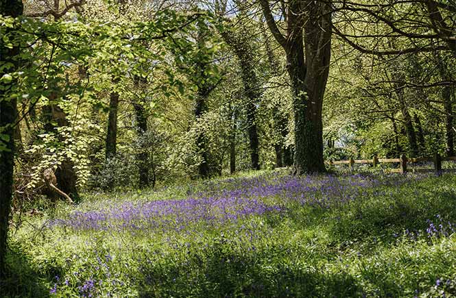 A carpet of bluebells beneath the trees at Penrose Estate in Cornwall