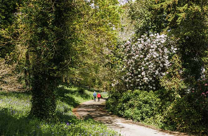 Two people walking along a flat and accessible path through the wooded scenes of Penrose Estate in Cornwall