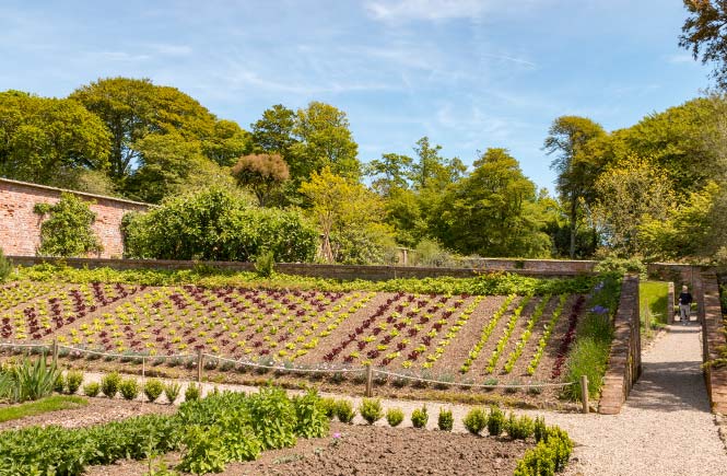 A sunny walled garden at Trewithen Gardens in Cornwall