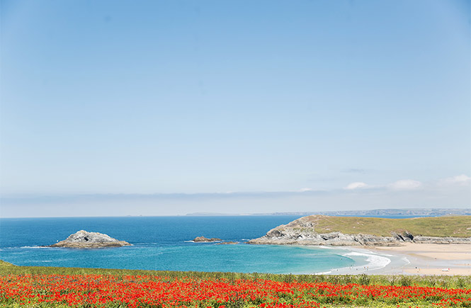 A carpet of poppies covering the headland and Pentire Point West in Newquay