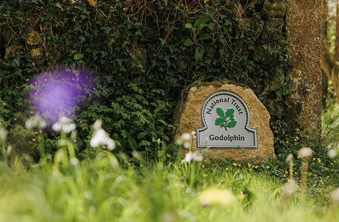 A bluebell in front of a granite National Trust sign for Godolphin Woods in Cornwall