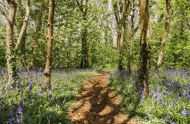 A path winding through bluebells and trees at Tehidy Woods in Cornwall
