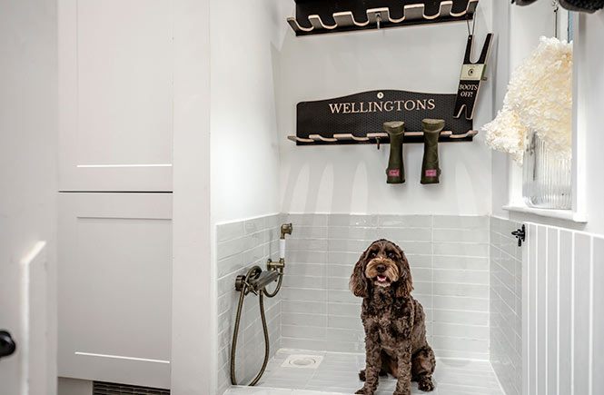 A dog sits in the dog shower