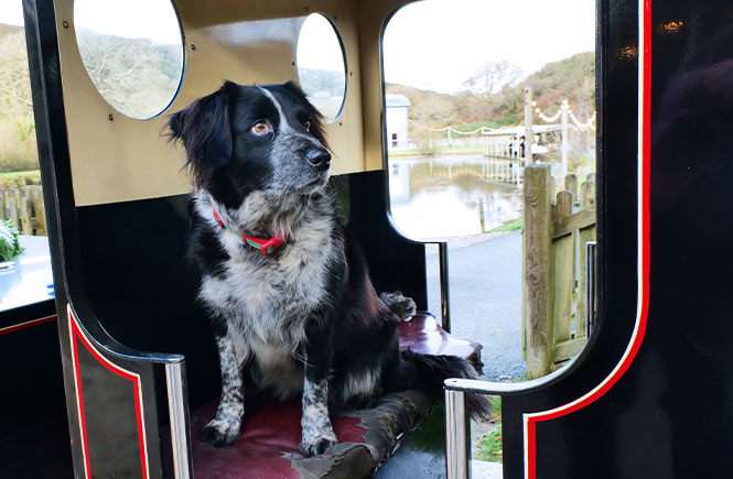 A black and white dog in a steam train carriage at dog-friendly Lappa Valley Steam Railway in Newquay