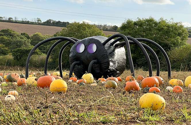 Pumpkins in a field with a hay bale dressed as a spider at the Cornish Maize Maze