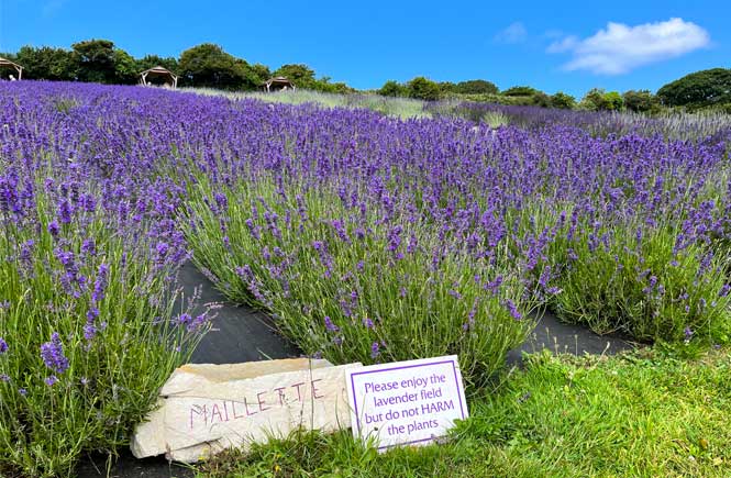 Cornish lavender farm in Perranporth