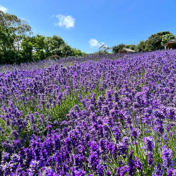 A visit to Cornish Lavender in Perranporth
