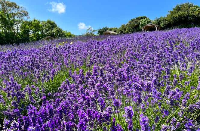 Cornish Lavender fields in Perranporth, Cornwall