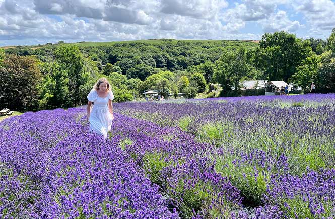Walking through Cornish Lavender