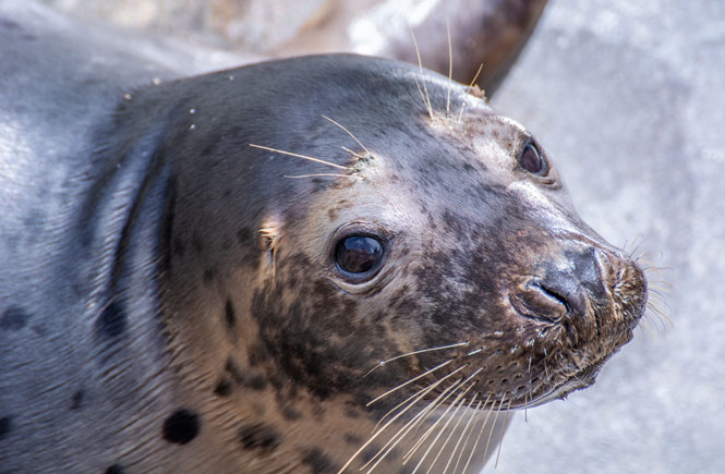 Aspects Holidays proudly supports The Cornish Seal Sanctuary