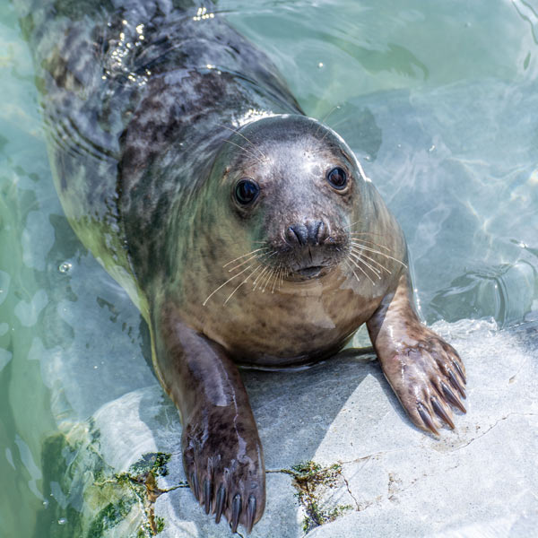 Aspects Holidays supports the Cornish Seal Sanctuary