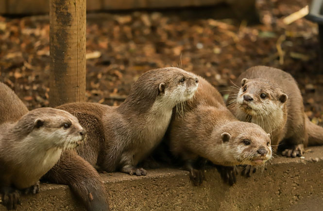The family of Otters at Newquay Zoo.
