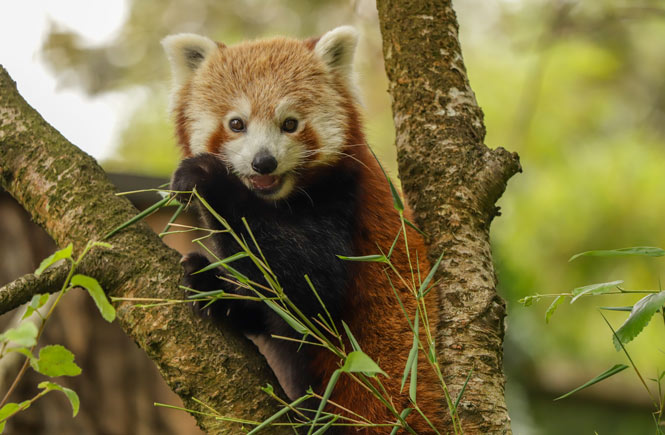 Red panda at Newquay Zoo